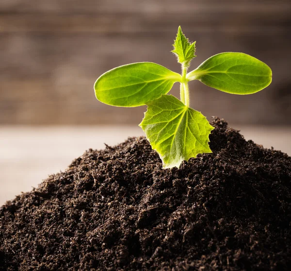 Young seedling growing in a soil on wooden background — Stock Photo, Image