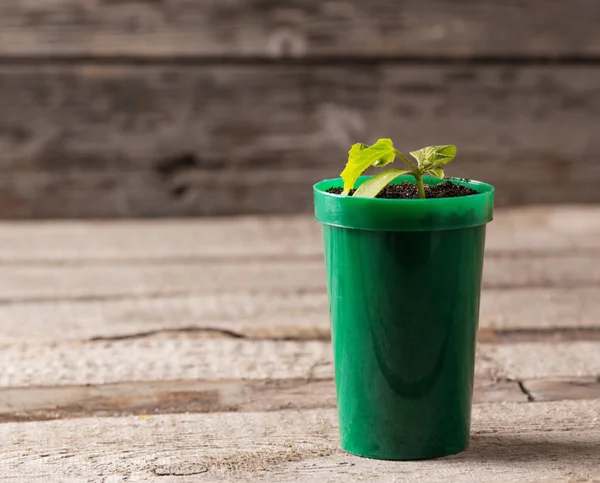 Young plant in pot on wooden background — Stock Photo, Image