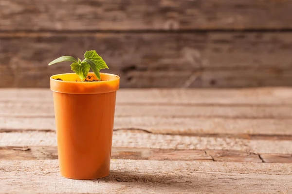 Jovem planta em vaso no fundo de madeira — Fotografia de Stock