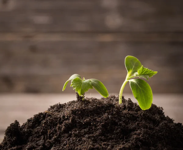 Young seedling growing in a soil on wooden background — Stock Photo, Image