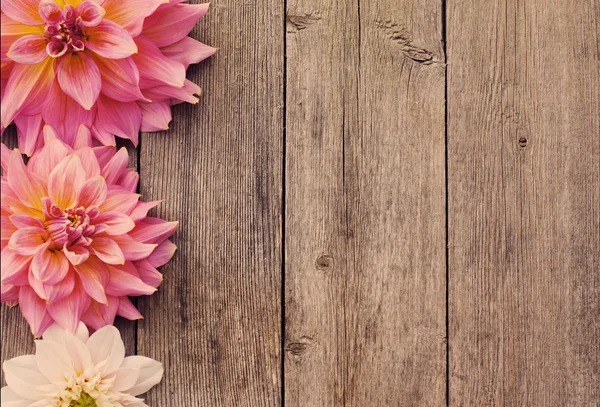 Dalia sobre fondo de madera —  Fotos de Stock