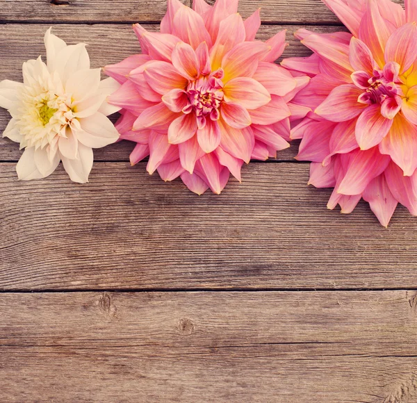 Dalia su fondo di legno — Foto Stock