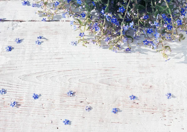 Flores de primavera azul no fundo de madeira — Fotografia de Stock