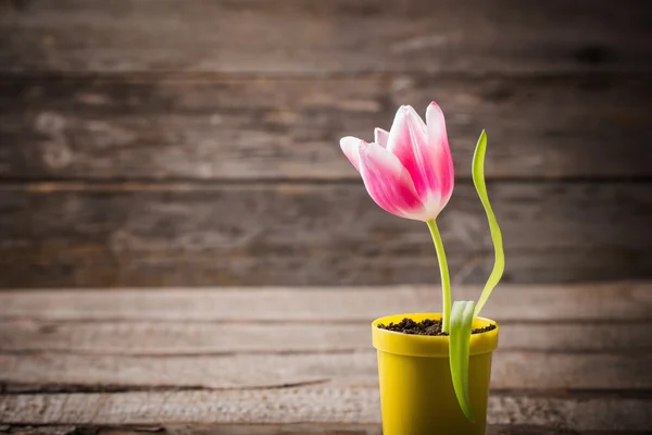 Pink tulip  in pot on wooden background — Stock Photo, Image