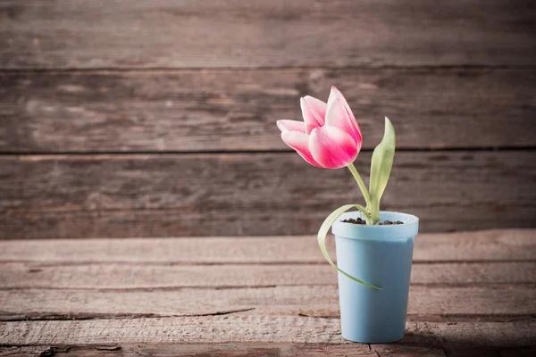 Rózsaszín tulipán pot fából készült háttér — Stock Fotó