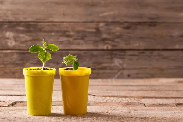 Young plant  in pot on wooden background — Stock Photo, Image