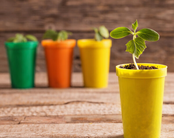 Young plants  in pots on wooden background