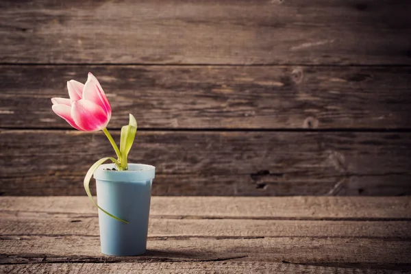 Tulipán rosa en maceta sobre fondo de madera — Foto de Stock