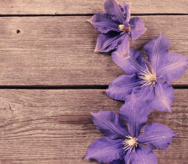 ahşap zemin üzerinde mor çiçekler