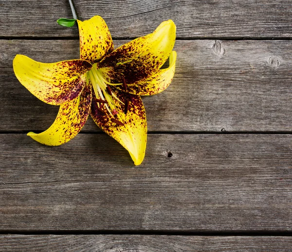 Λουλούδια σε ξύλινο φόντο — Φωτογραφία Αρχείου