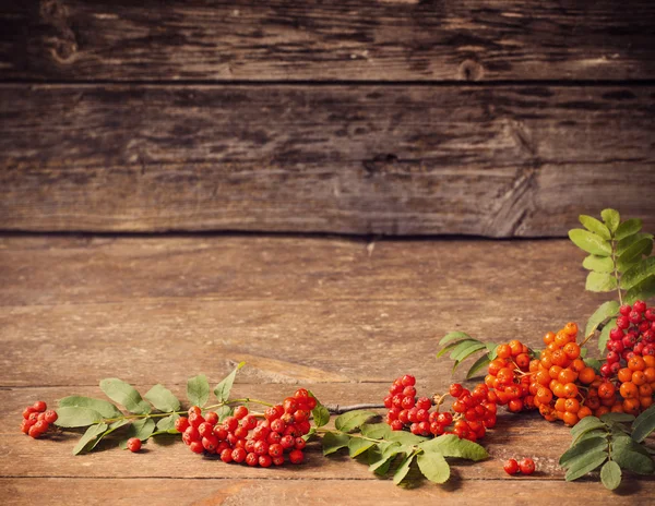 Ashberry on wooden background — Stock Photo, Image