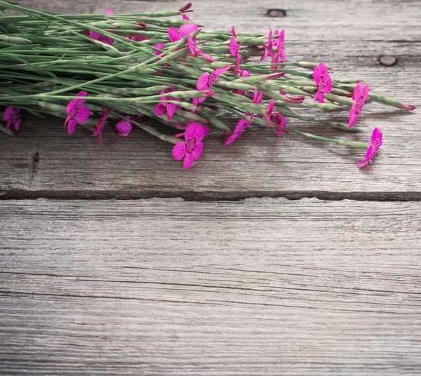 Pink clove on wooden background — Stock Photo, Image