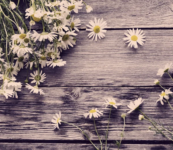 Camomille su fondo di legno — Foto Stock