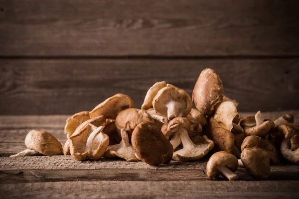 Shiitake mantarları — Stok fotoğraf