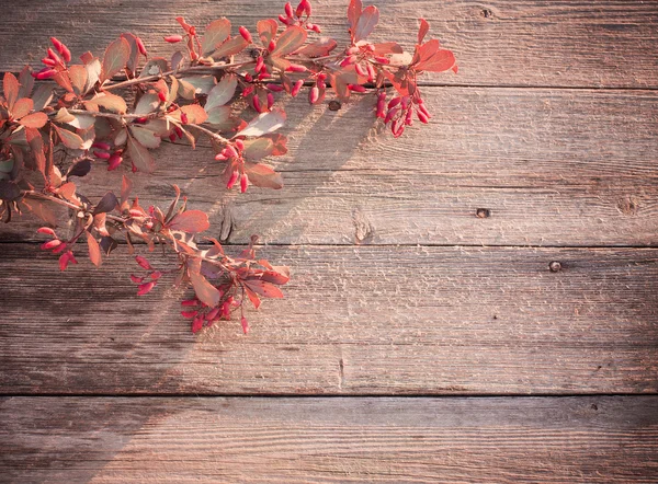 Branche d'épine-vinette sur fond bois — Photo