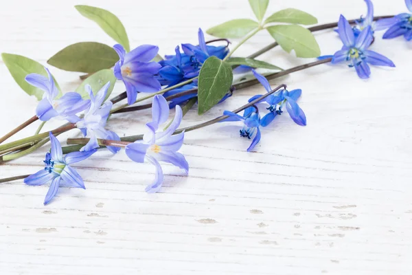 Hermosas flores de primavera sobre fondo de madera —  Fotos de Stock