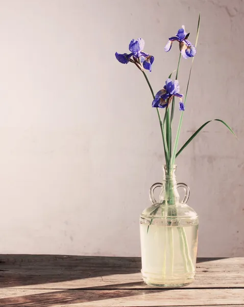 Still life with iris — Stock Photo, Image