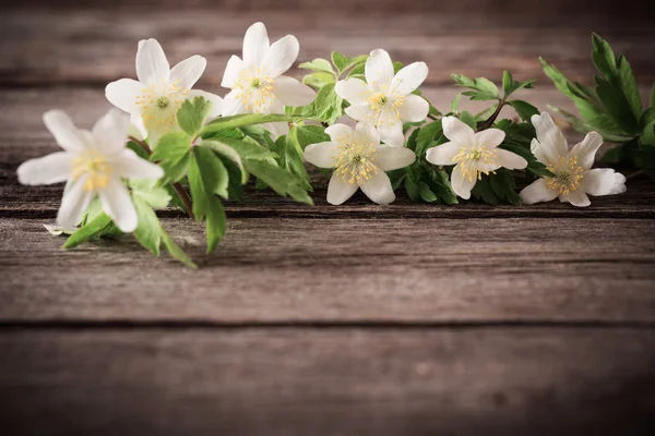 Bílé květy na dřevěném pozadí — Stock fotografie