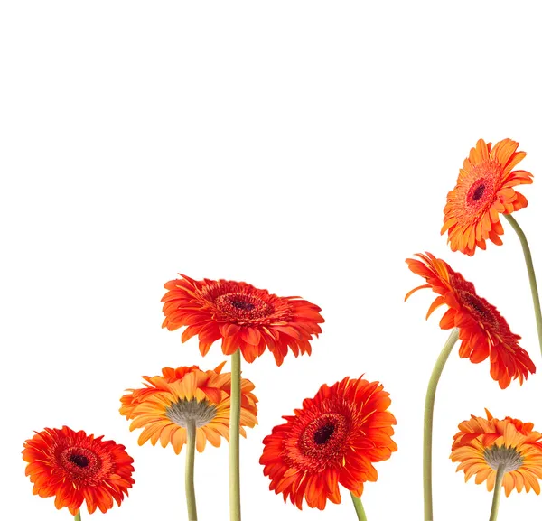 orange Gerber flowers over white background