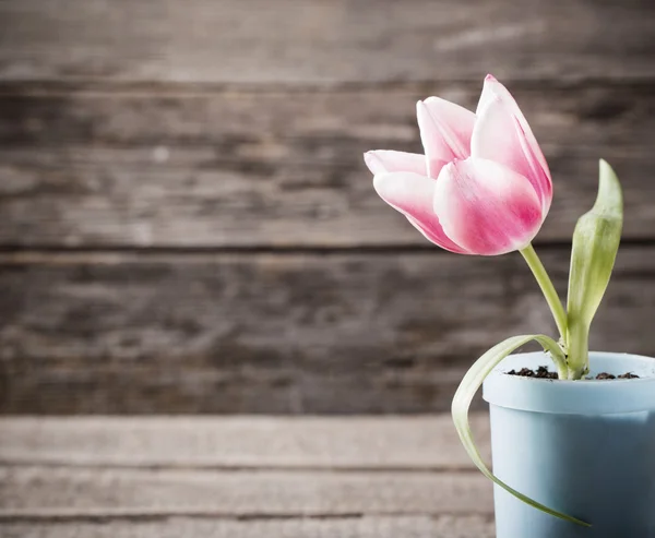 Pink tulip in pot on wooden background — Stock Photo, Image