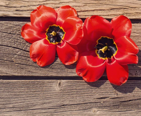 Ahşap arka plan üzerinde kırmızı çiçekler — Stok fotoğraf
