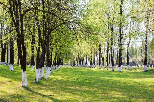 Zomer park — Stockfoto