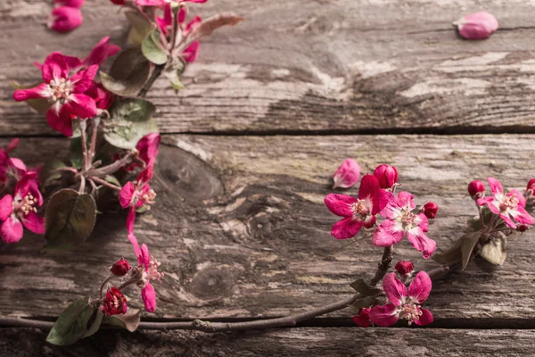 Rosa Blumen auf hölzernem Hintergrund — Stockfoto