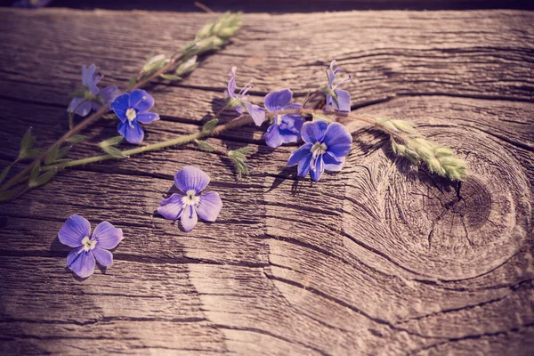 Veronica on a wooden background — Stock Photo, Image