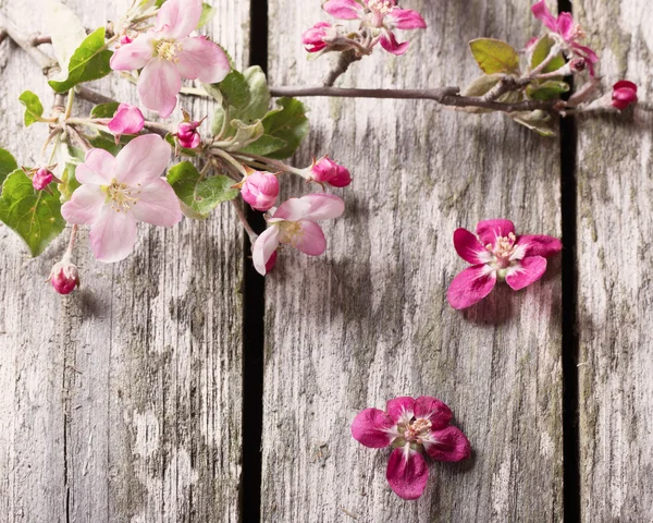 Rosa Blüten — Stockfoto