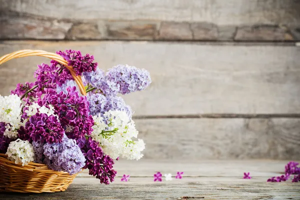 Rama floreciente de lila — Foto de Stock