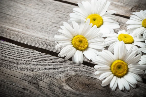 Fresh chamomile flowers — Stock Photo, Image