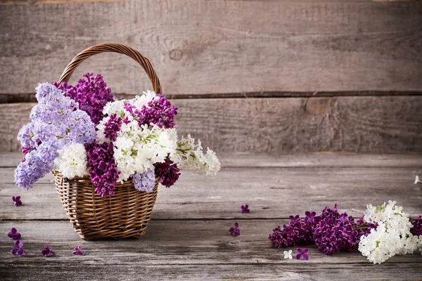 Ramo florescente de lilás — Fotografia de Stock