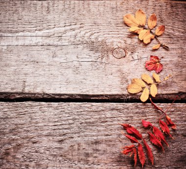 Sonbahar Yaprakları