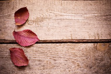 Sonbahar Yaprakları