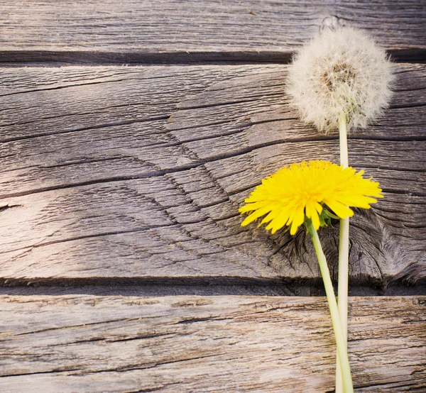 Paardenbloemen — Stockfoto