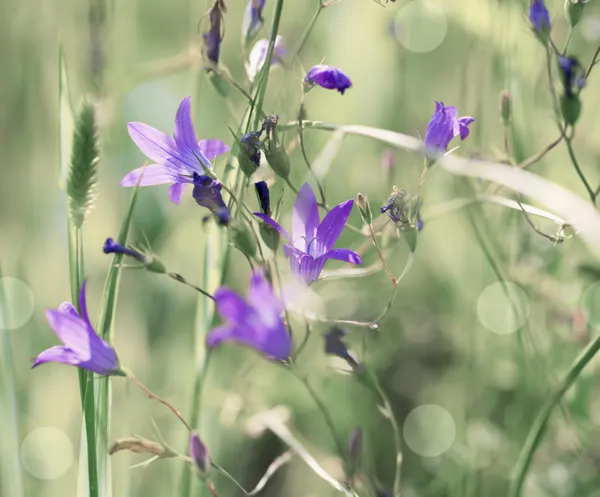 Flores de campanas azules crecen en la hierba —  Fotos de Stock