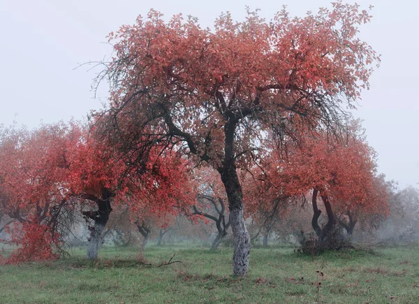 Paysage d'automne — Photo