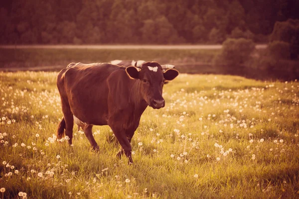 Корова на зеленой траве с одуванчиками — стоковое фото