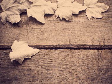 soluk sonbahar yaprakları