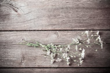 Gypsophila demet