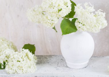 Ortanca beyaz aranjman