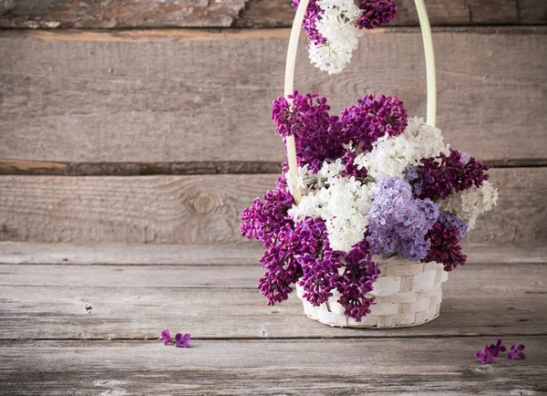 Branche florissante de lilas — Photo