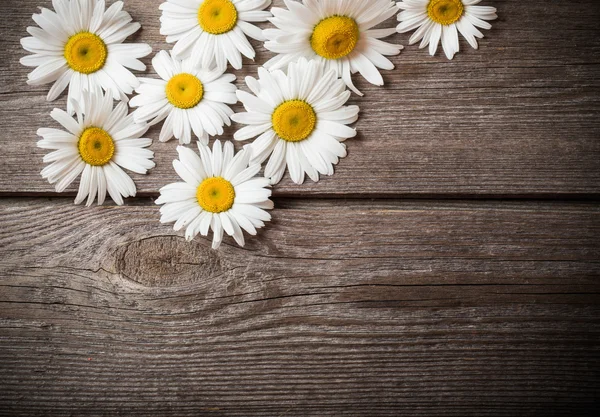 Chamomile flowers — Stock Photo, Image