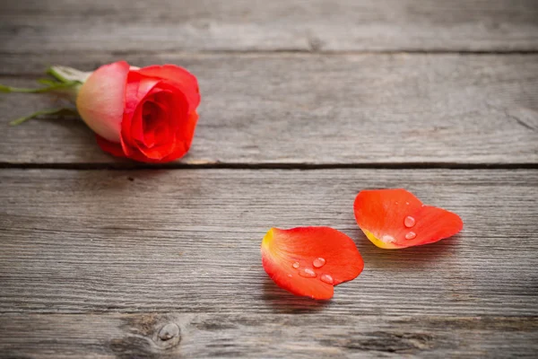 Rosa rossa e petali — Foto Stock