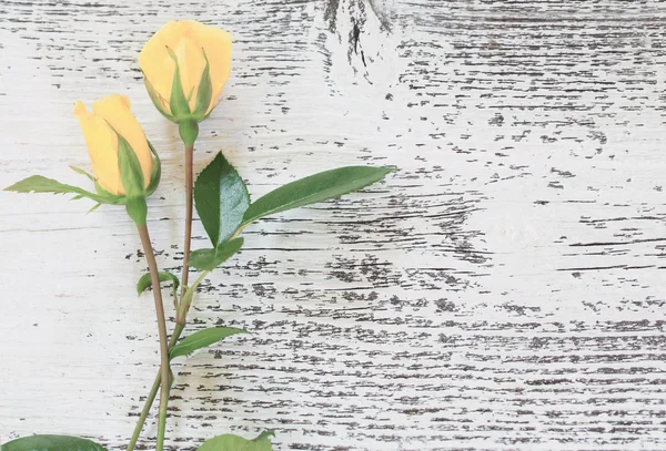 Dos rosas amarillas —  Fotos de Stock