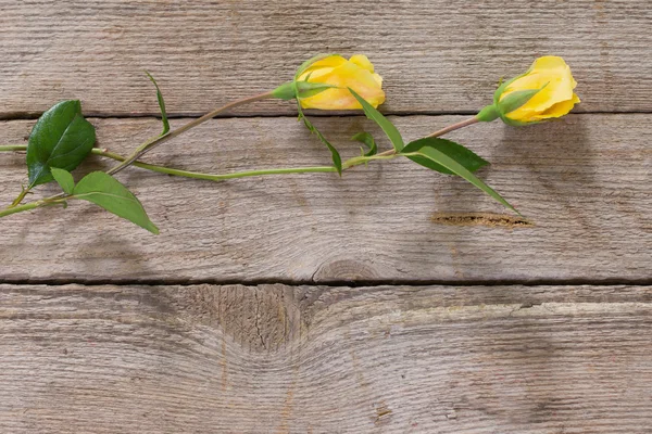 Żółte róże na drewniane tła — Zdjęcie stockowe