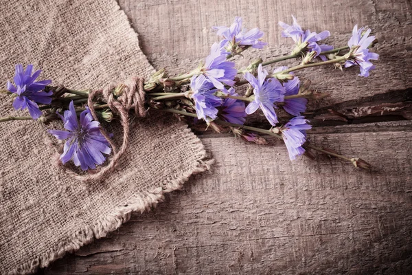 Flores de achicoria azul sobre fondo de madera —  Fotos de Stock