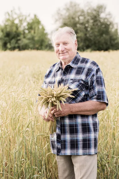 穀物分野で古い男性 — ストック写真