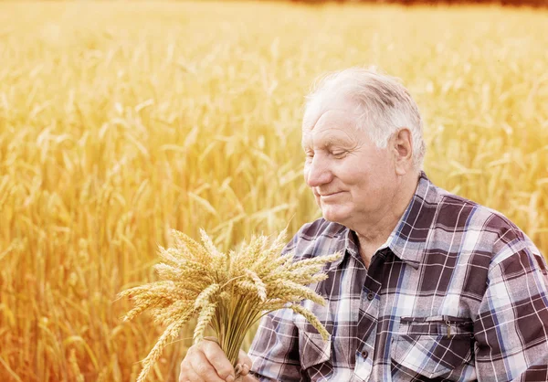 Old men standing in wheat fields — Stock Photo, Image