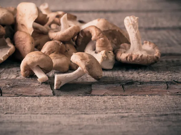 Cogumelos shiitake — Fotografia de Stock